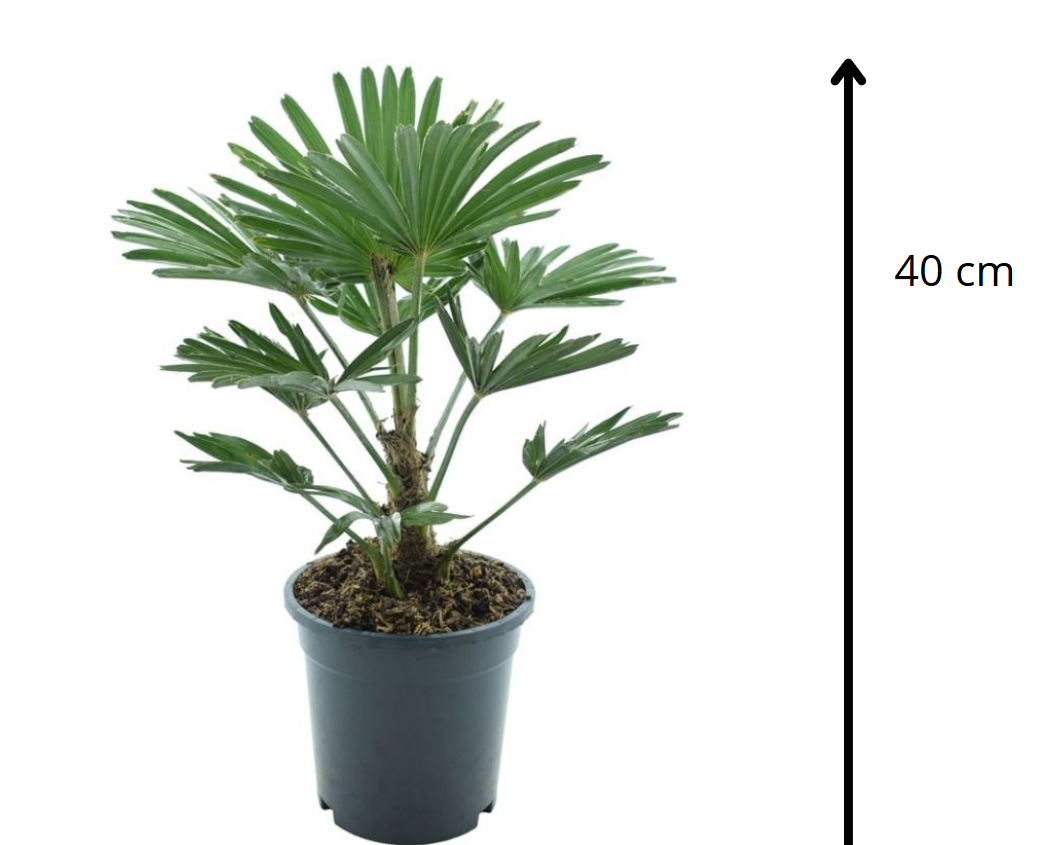 Зимостійка пальма Trachycarpus 70 см з доставкою